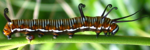 Larvae